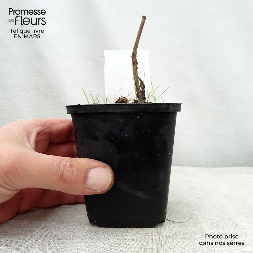 Exemplaar van Eupatorium maculatum Purple Bush - Koninginnenkruid Kweekpotje van 8/9 cm zoals geleverd in de lente