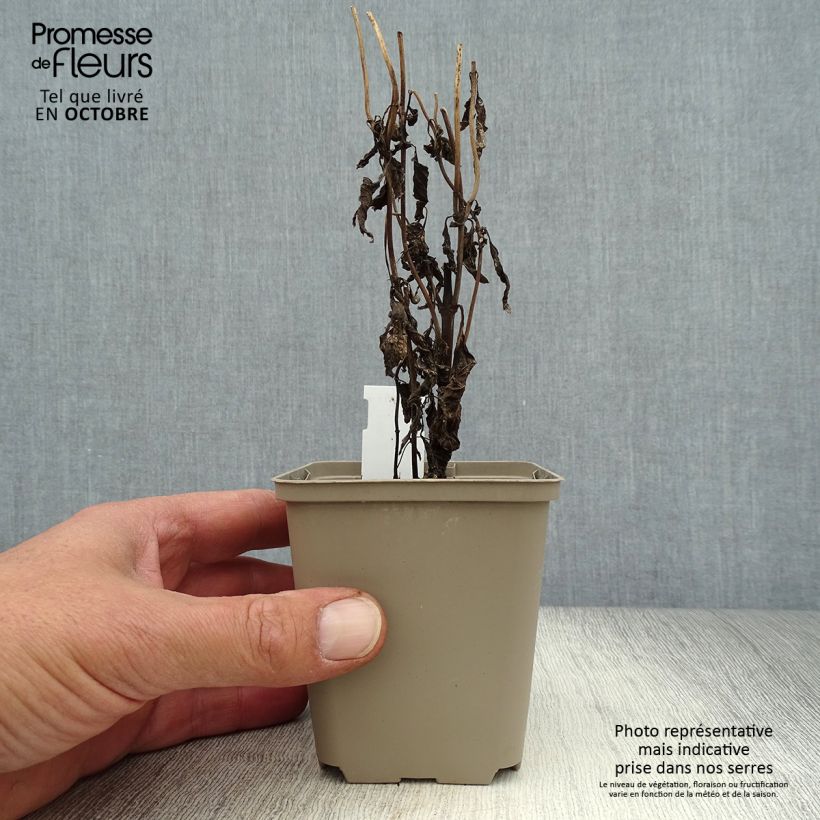Exemplaar van Eupatorium maculatum Purple Bush - Koninginnenkruid Kweekpotje van 8/9 cm zoals geleverd in de herfst