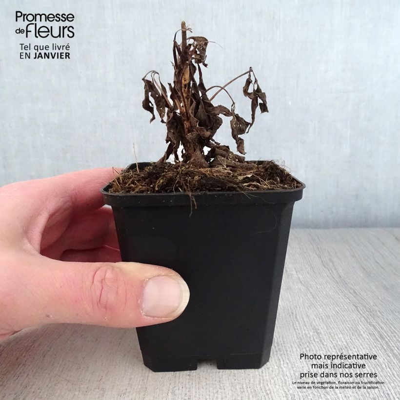 Example of Eupatorium maculatum Purple Bush - Eupatoire Kweekpotje van 8/9 cm as you get in hiver