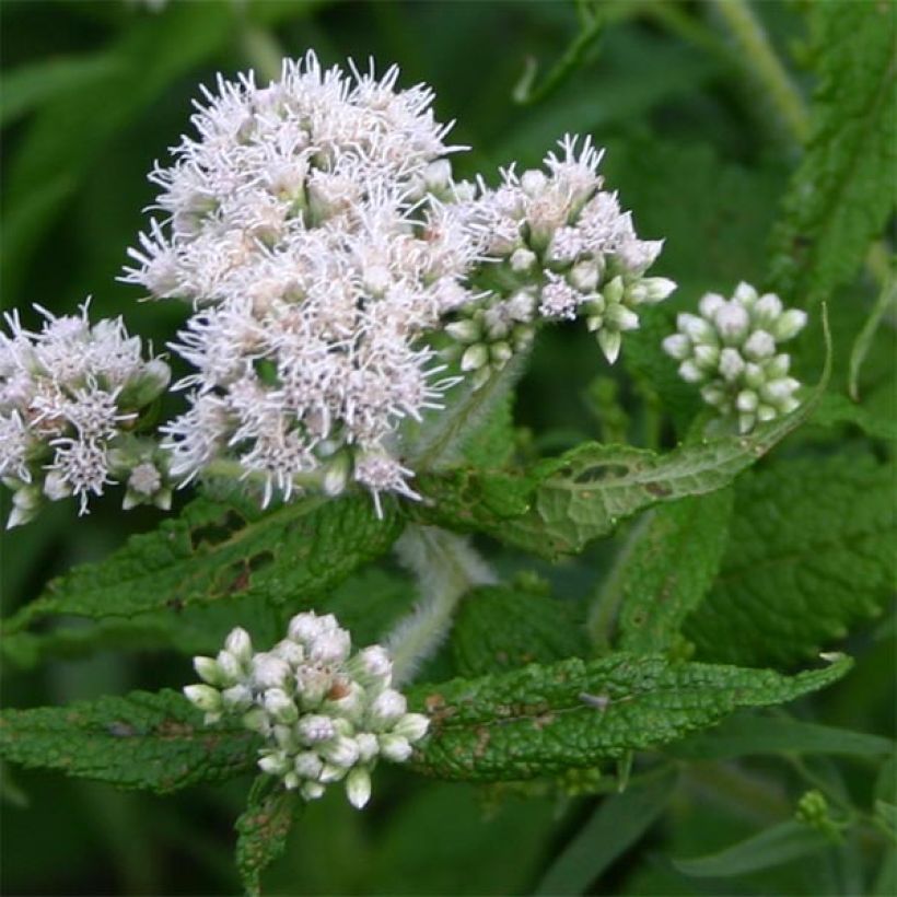 Eupatorium perfoliatum - Doorgroeid leverkruid (Flowering)
