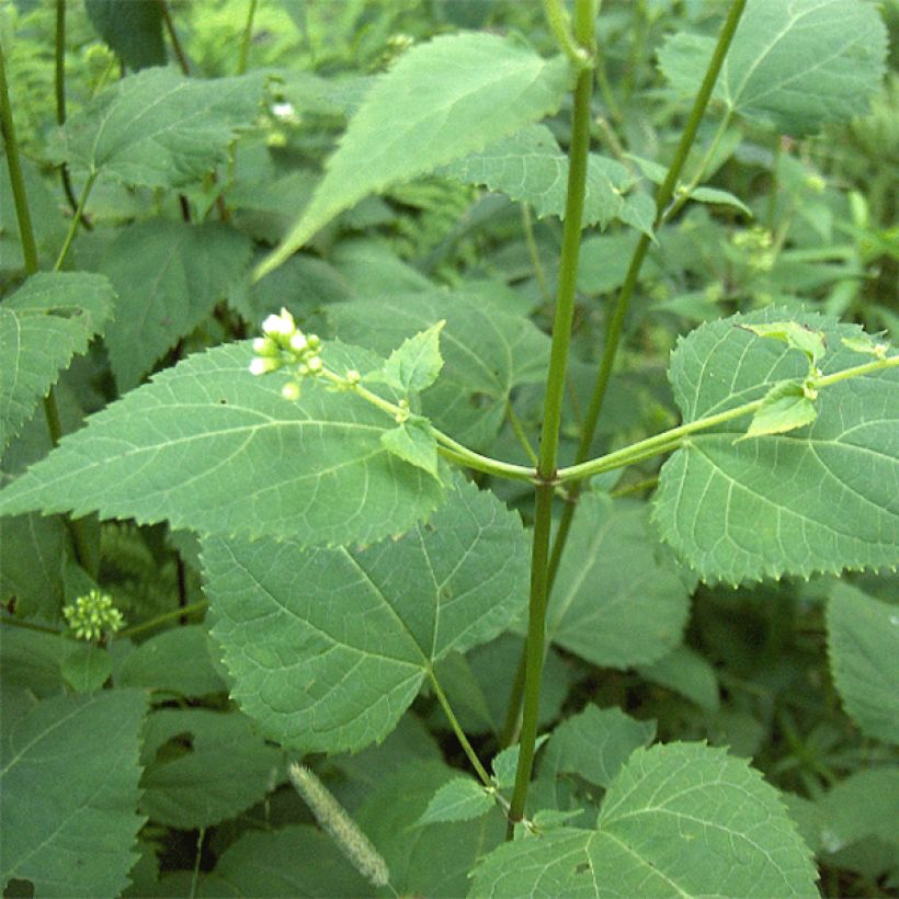Eupatorium rugosum - Koninginnekruid (Foliage)