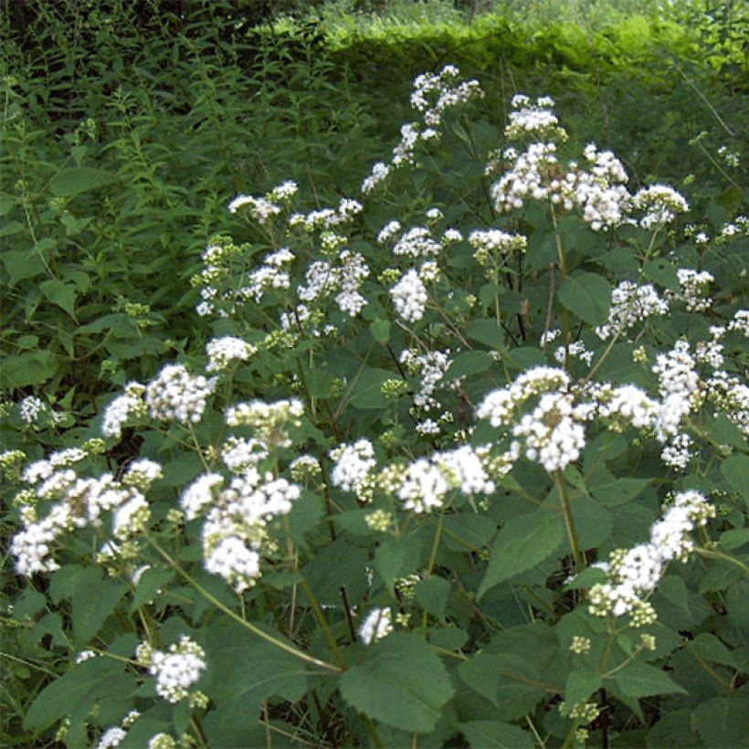 Eupatorium rugosum - Koninginnekruid (Flowering)