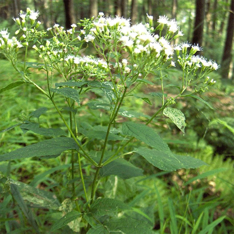 Eupatorium rugosum - Koninginnekruid (Plant habit)