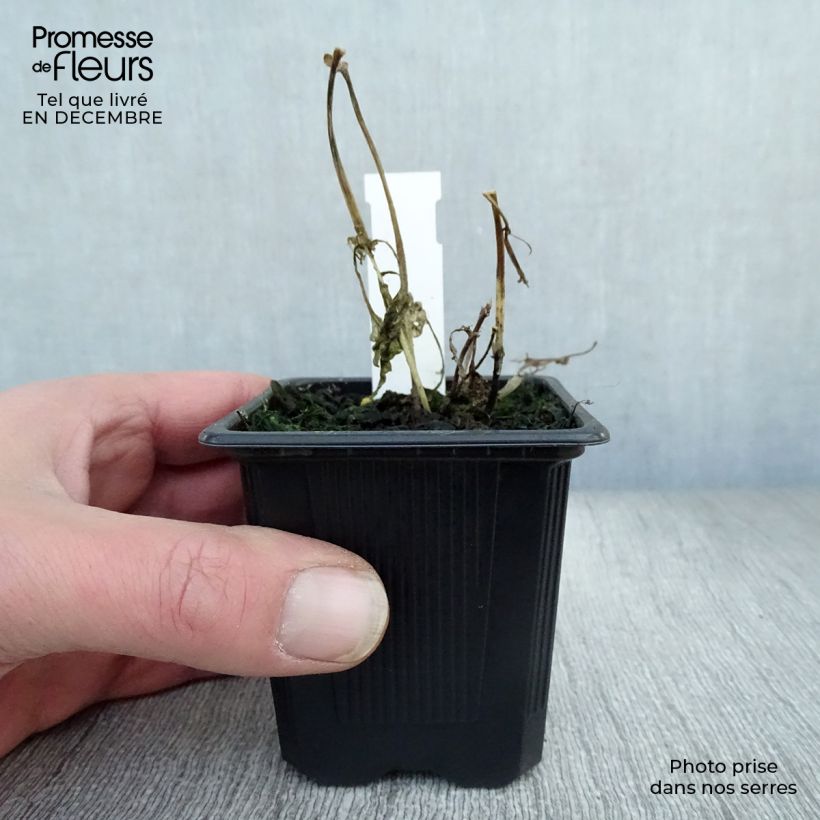 Example of Eupatorium rugosum, Eupatoire Kweekpotje van 8/9 cm as you get in hiver