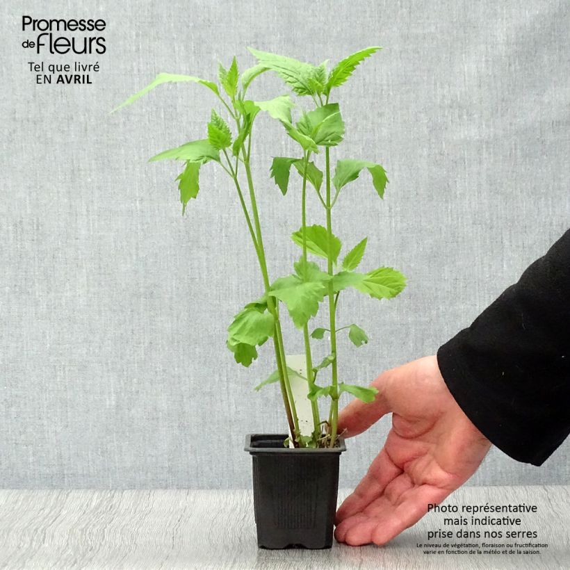 Exemplaar van Eupatorium rugosum - Koninginnekruid Kweekpotje van 8/9 cm zoals geleverd in de lente