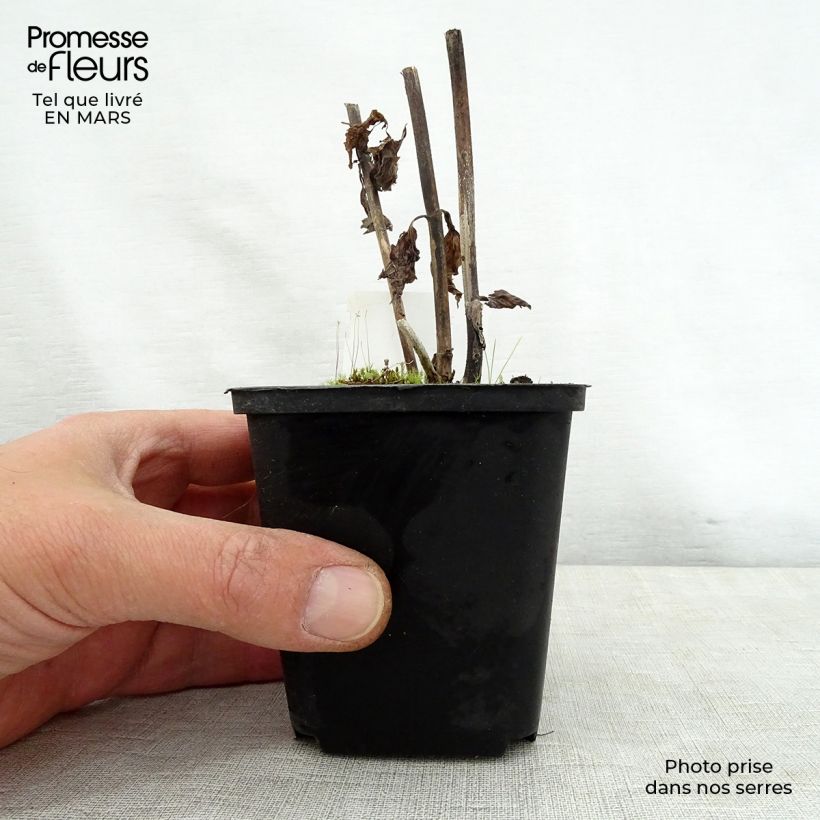 Exemplaar van Eupatorium rugosum Braunlaub - Koninginnekruid Kweekpotje van 8/9 cm zoals geleverd in de lente