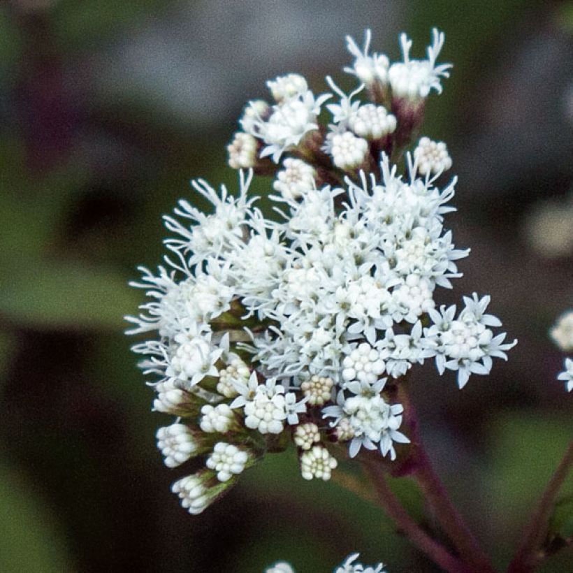 Eupatorium rugosum Chocolate - Koninginnekruid (Flowering)