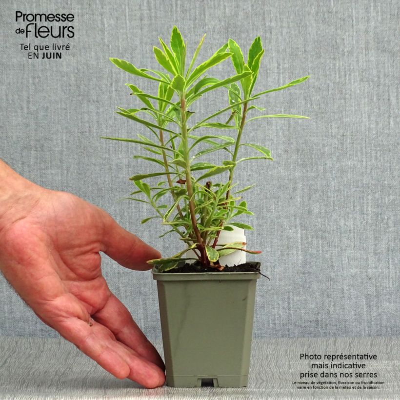 Exemplaar van Euphorbia Ascot Rainbow - Wolfsmelk Kweekpotje van 8/9 cm zoals geleverd in de zomer
