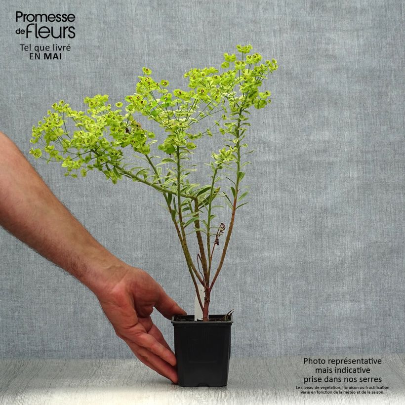 Exemplaar van Euphorbia Ascot Rainbow - Wolfsmelk Kweekpotje van 8/9 cm zoals geleverd in de lente