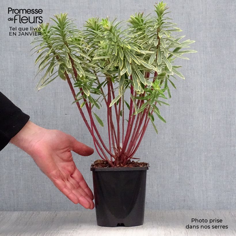 Example of Euphorbe Ascot Rainbow Pot van 1,5 l/2 l as you get in hiver