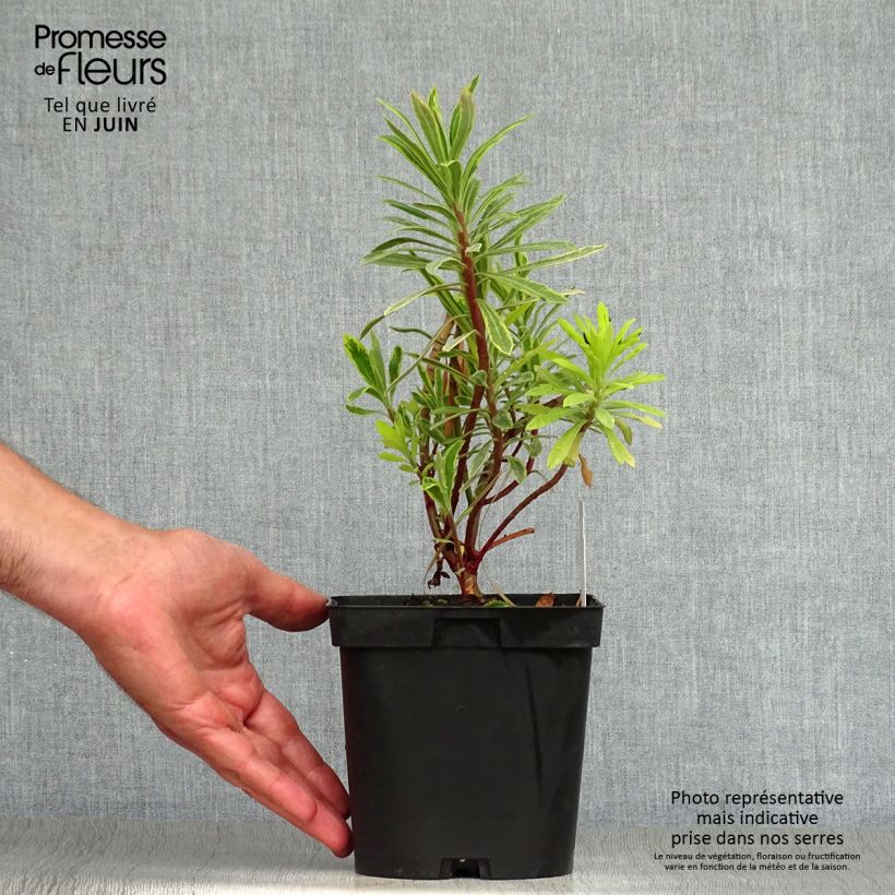 Exemplaar van Euphorbia Ascot Rainbow - Wolfsmelk Pot van 1,5 l/2 l zoals geleverd in de zomer