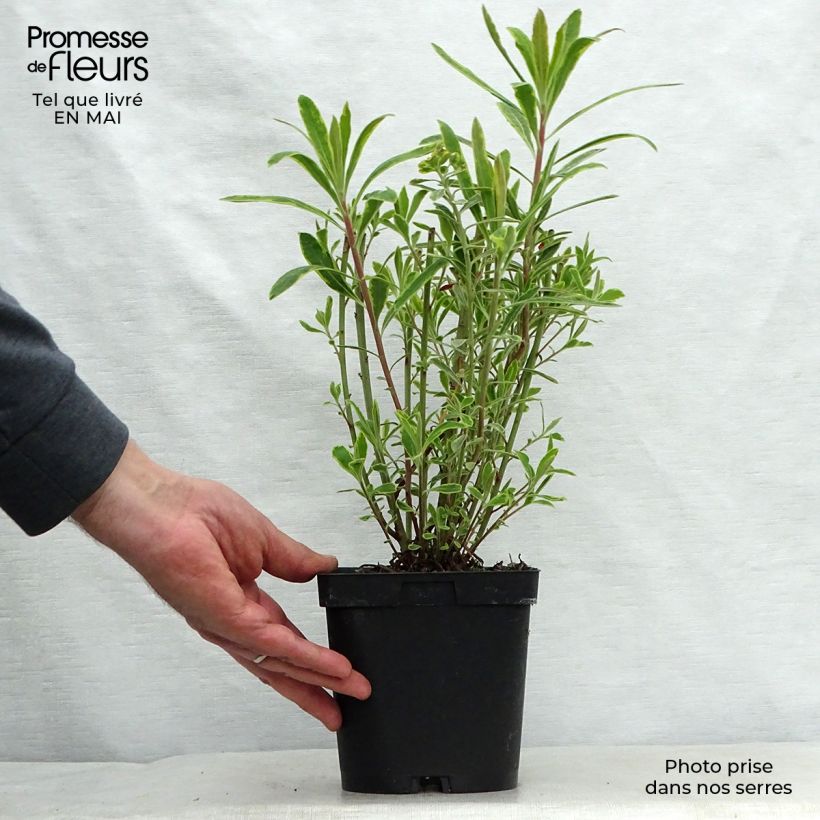 Exemplaar van Euphorbia Ascot Rainbow - Wolfsmelk Pot van 1,5 l/2 l zoals geleverd in de lente