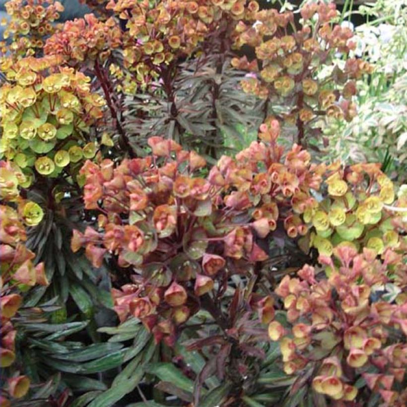 Euphorbia Black Bird - Wolfsmelk (Plant habit)
