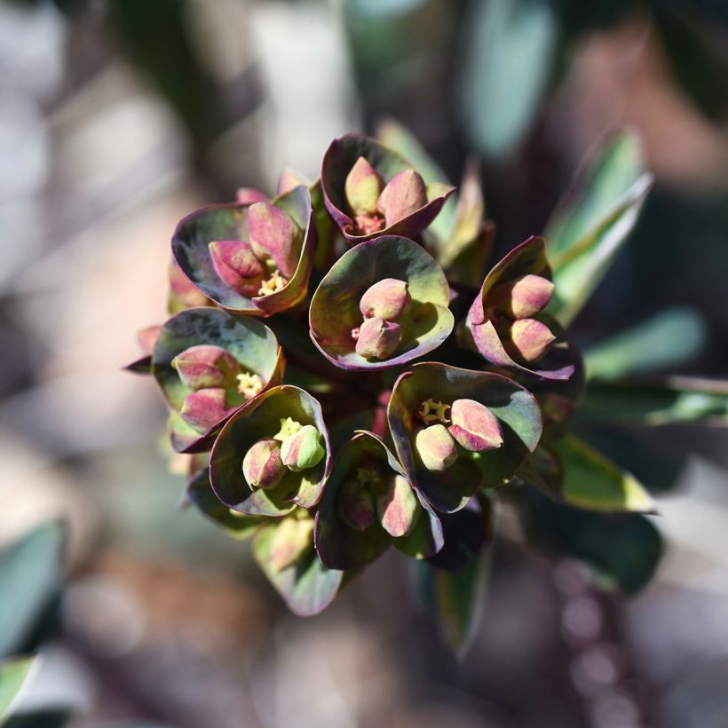 Euphorbia Black Bird - Wolfsmelk (Bloei)