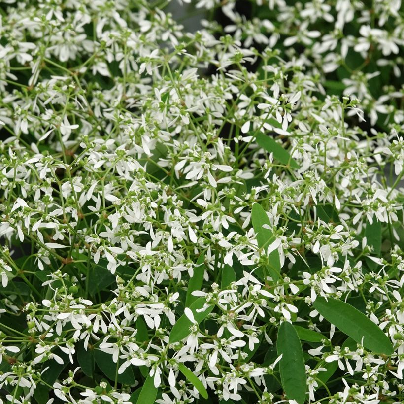 Euphorbia hypericifolia Diamond Frost - Wolfsmelk (Blad)