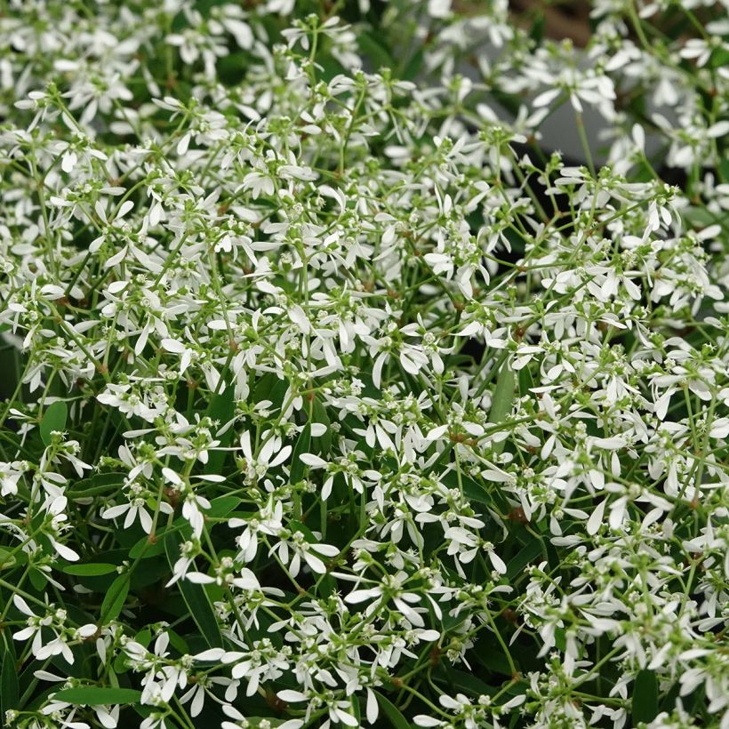 Euphorbia hypericifolia Diamond Frost - Wolfsmelk (Bloei)
