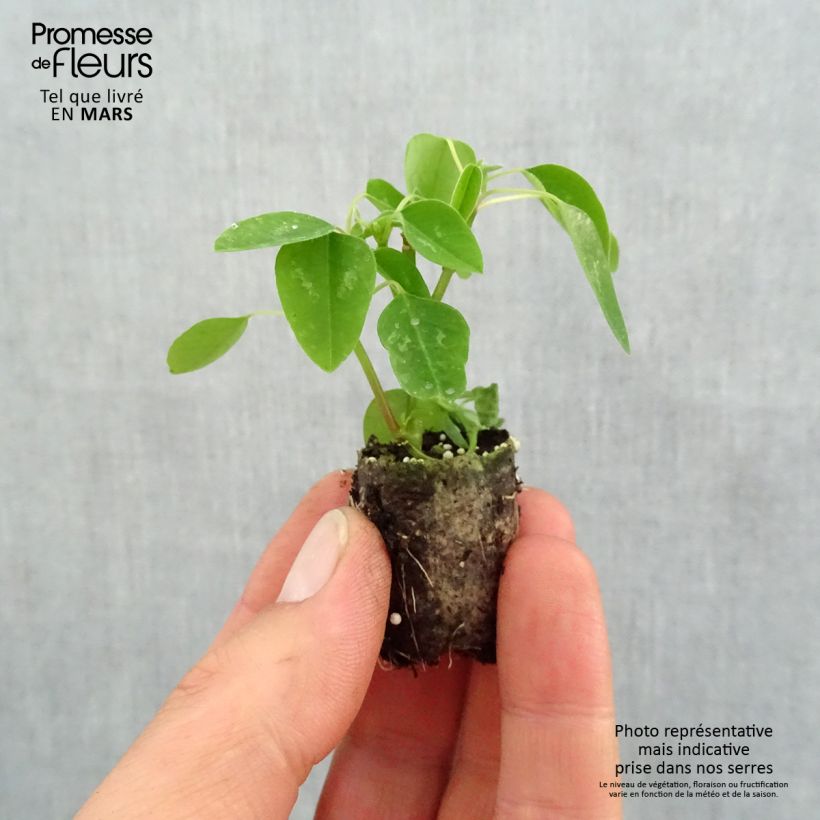 Example of Euphorbe Diamond Snow - Chamaesyce hypericifolia Mini-mot Ø 1,5/2,5 cm as you get in printemps