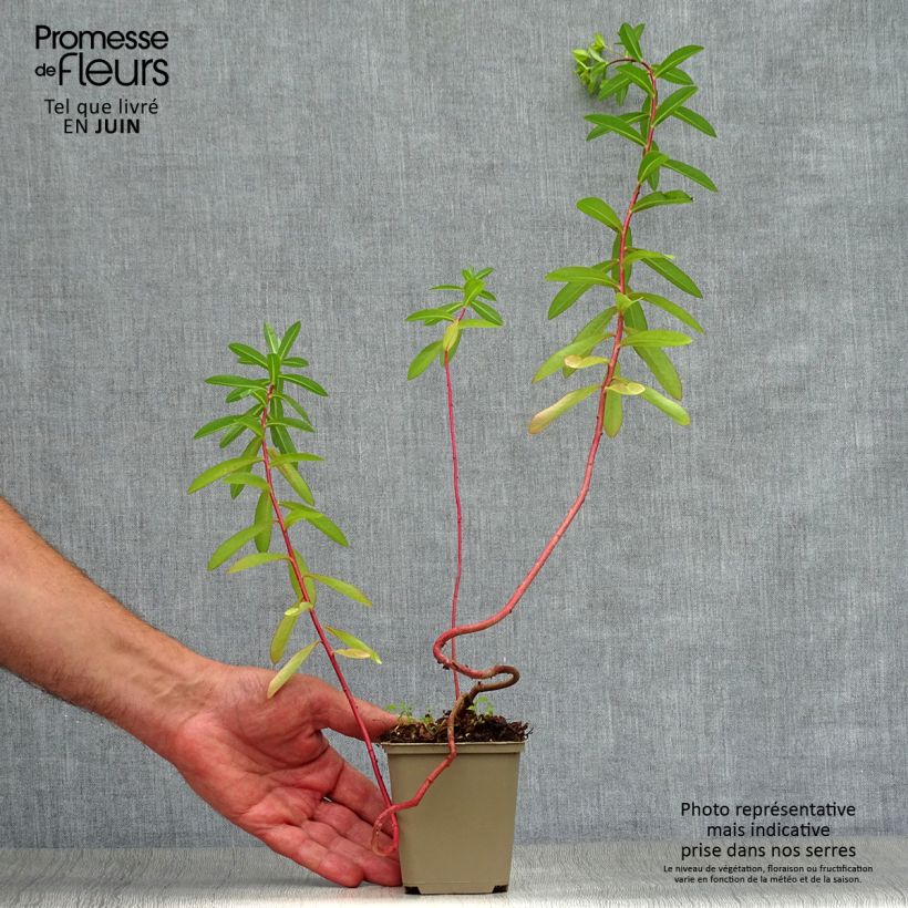 Exemplaar van Euphorbia cornigera - Wolfsmelk Kweekpotje van 8/9 cm zoals geleverd in de zomer