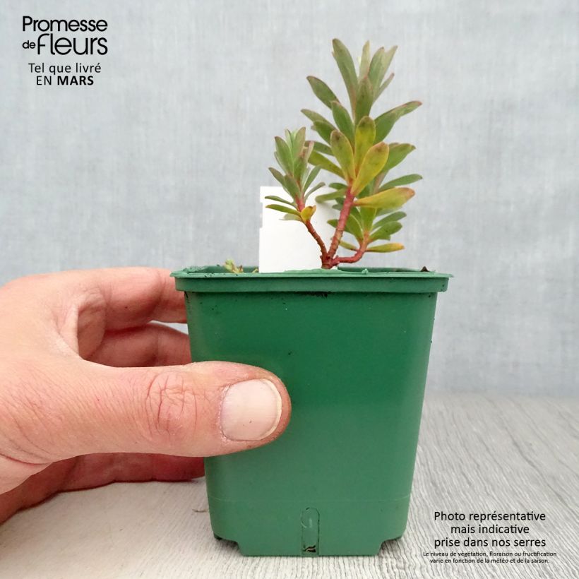 Exemplaar van Euphorbia nicaeensis - Wolfsmelk Kweekpotje van 8/9 cm zoals geleverd in de lente