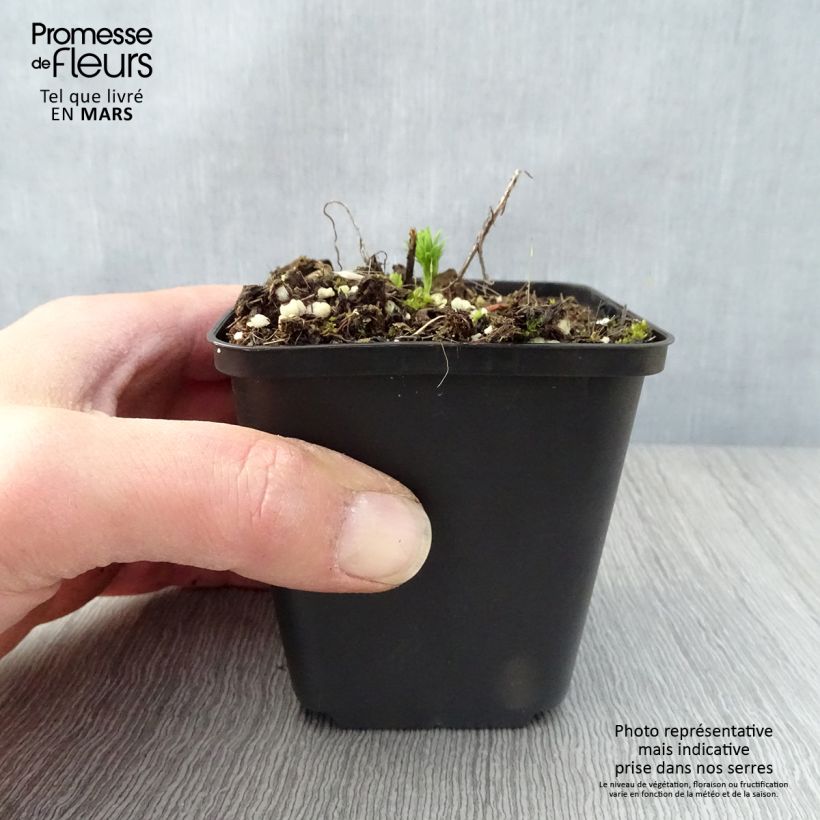 Exemplaar van Euphorbia cyparissias - Cipreswolfsmelk Kweekpotje van 8/9 cm zoals geleverd in de lente