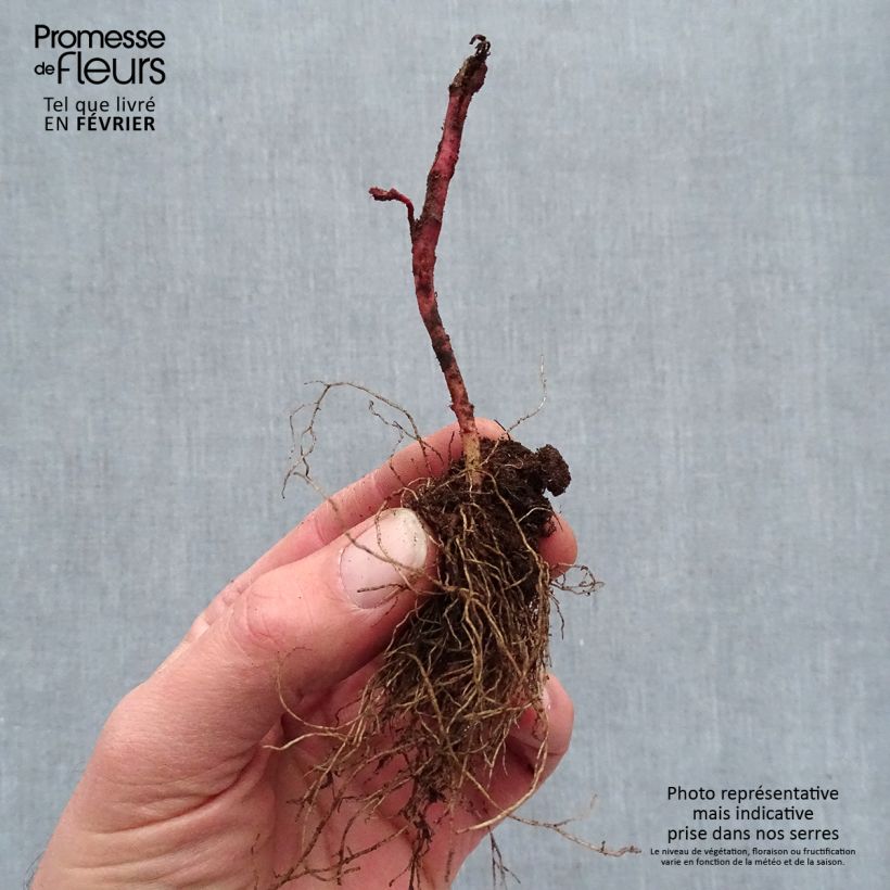 Exemplaar van Euphorbia amygdaloides Frosted Flame - Amandelwolfsmelk Naakte wortel zoals geleverd in de winter