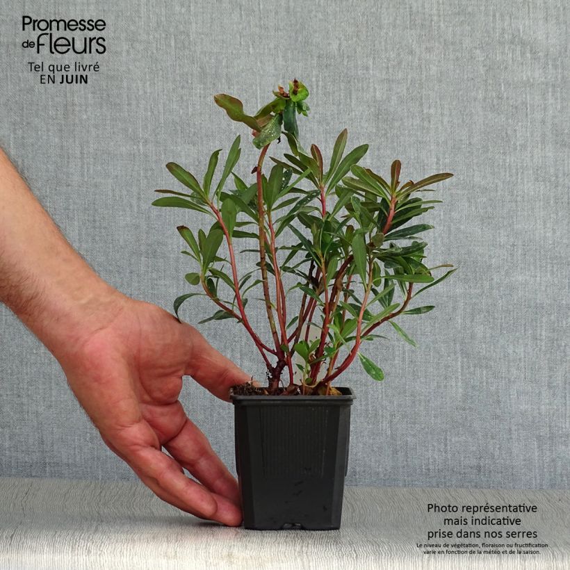 Exemplaar van Euphorbia amygdaloides Purpurea - Amandelwolfsmelk Kweekpotje van 8/9 cm zoals geleverd in de zomer