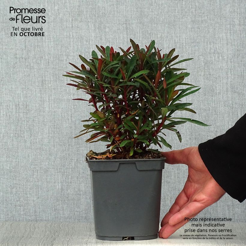 Exemplaar van Euphorbia amygdaloides Purpurea - Amandelwolfsmelk Pot van 2 l/3 l zoals geleverd in de herfst