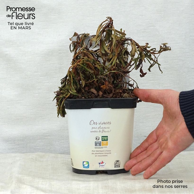 Exemplaar van Euphorbia amygdaloides Purpurea - Amandelwolfsmelk Pot van 2 l/3 l zoals geleverd in de lente