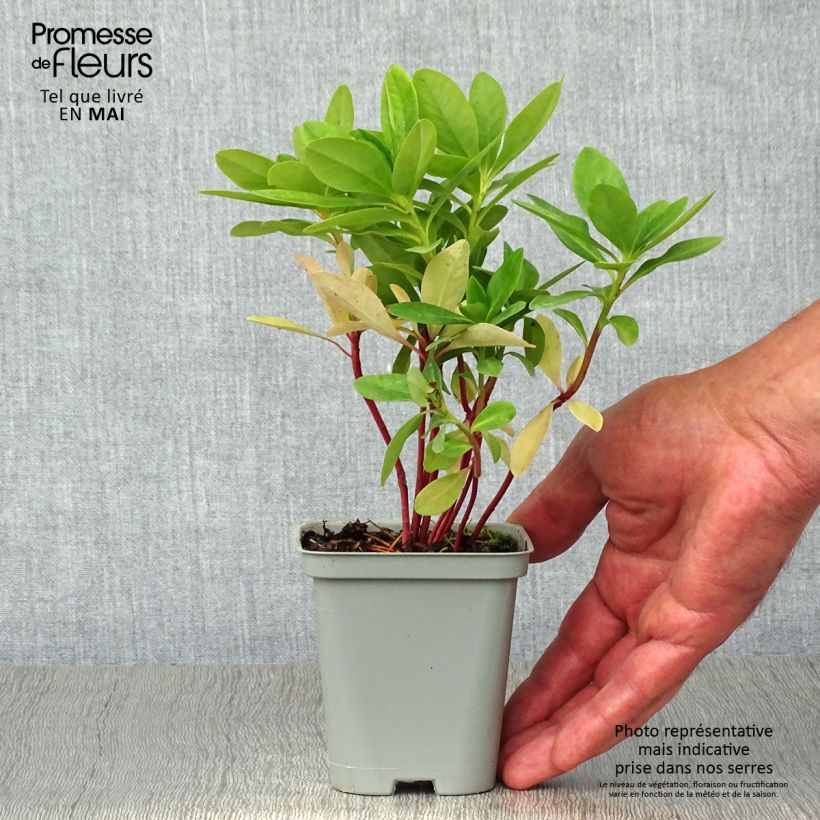 Exemplaar van Euphorbia amygdaloïdes var. robbiae - Amandelwolfsmelk Kweekpotje van 8/9 cm zoals geleverd in de lente