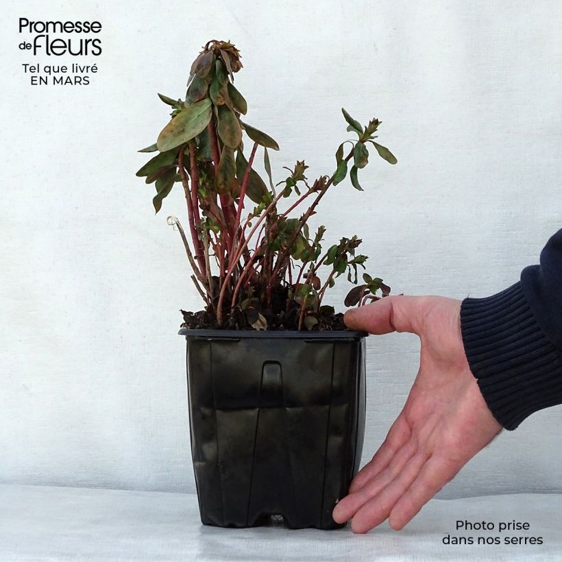 Exemplaar van Euphorbia amygdaloïdes var. robbiae - Amandelwolfsmelk Pot van 2 l/3 l zoals geleverd in de lente