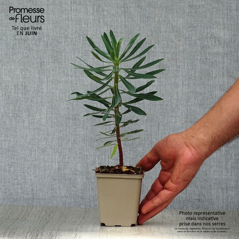 Exemplaar van Euphorbia characias Black Pearl - Wolfsmelk Kweekpotje van 8/9 cm zoals geleverd in de zomer