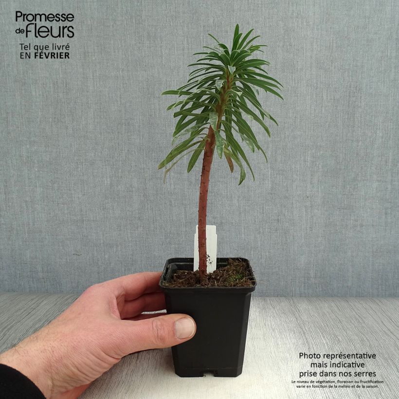 Example of Euphorbe characias Black Pearl Kweekpotje van 8/9 cm as you get in hiver
