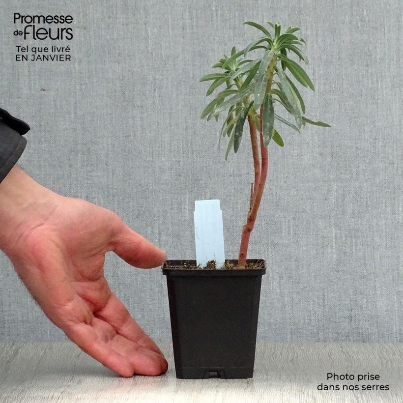 Example of Euphorbia characias Blue Wonder - Wolfsmelk Kweekpotje van 8/9 cm as you get in hiver