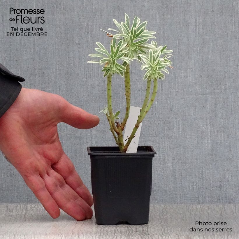 Example of Euphorbe characias Glacier Blue Kweekpotje van 8/9 cm as you get in hiver