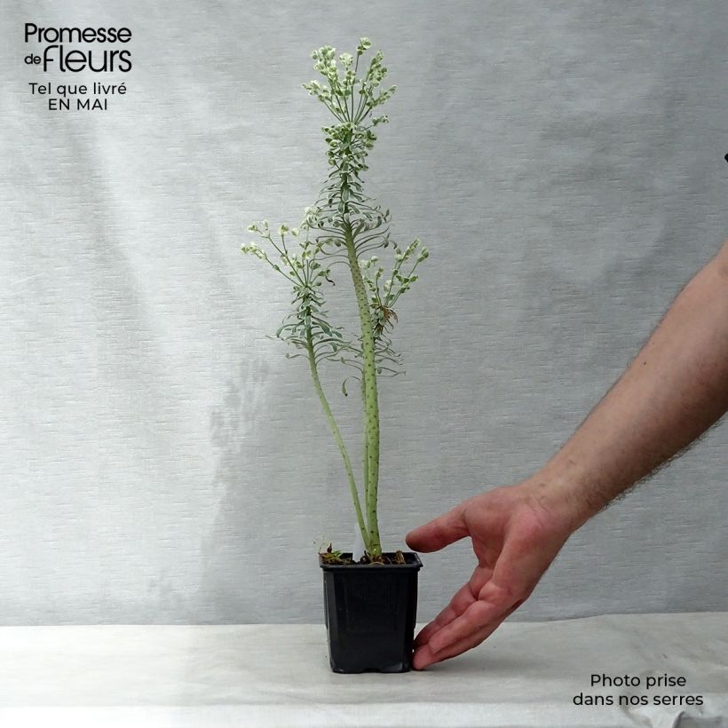 Exemplaar van Euphorbia characias Glacier Blue - Wolfsmelk Kweekpotje van 8/9 cm zoals geleverd in de lente
