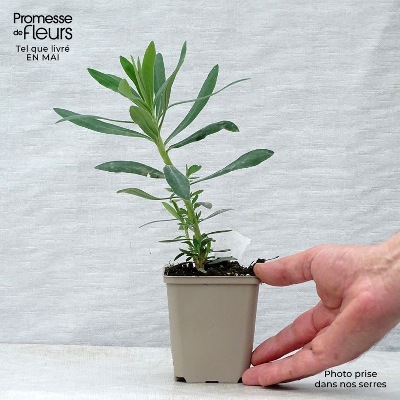 Exemplaar van Euphorbia characias Humpty Dumpty - Wolfsmelk Kweekpotje van 8/9 cm zoals geleverd in de lente