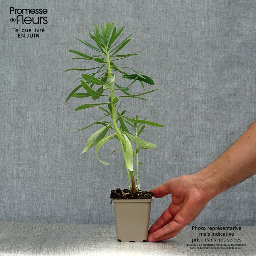 Exemplaar van Euphorbia characias Humpty Dumpty - Wolfsmelk Kweekpotje van 8/9 cm zoals geleverd in de zomer