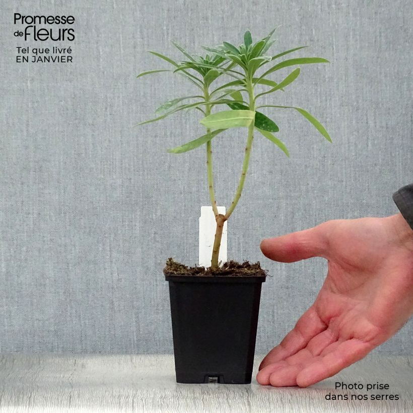 Example of Euphorbe characias Humpty Dumpty Kweekpotje van 8/9 cm as you get in hiver