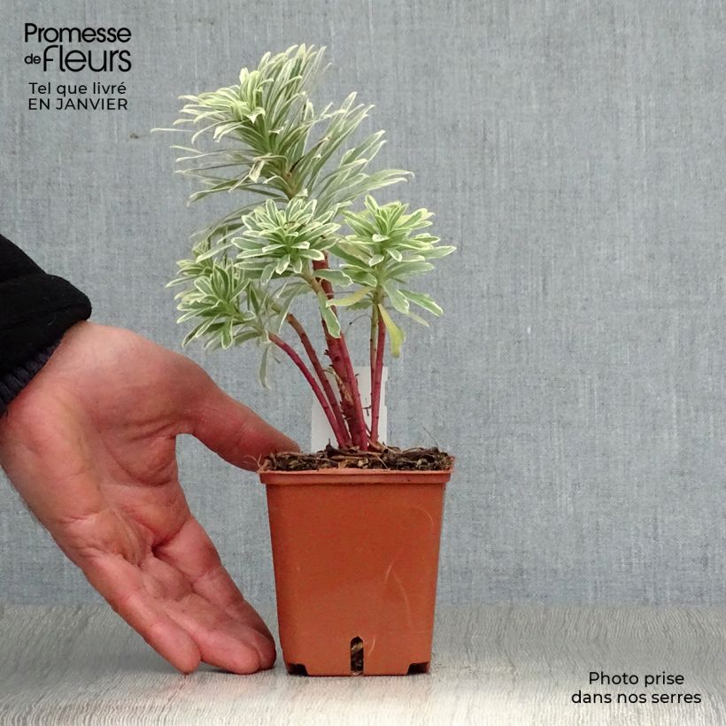 Example of Euphorbe characias Wilcott (Silver Swan) Kweekpotje van 8/9 cm as you get in hiver