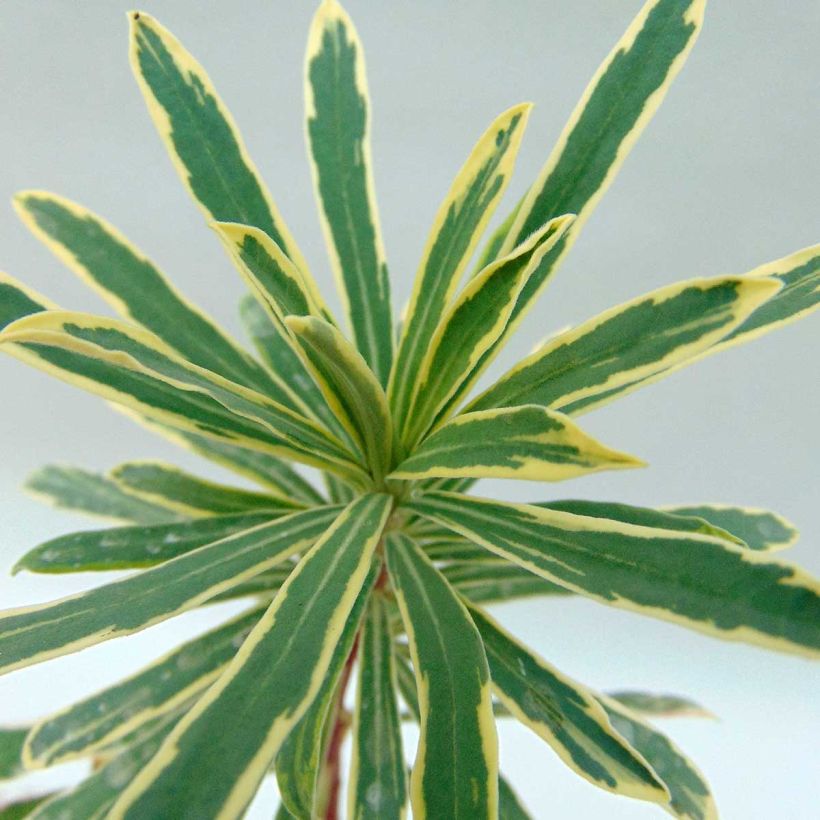 Euphorbia characias Wilcott - Wolfsmelk (Foliage)