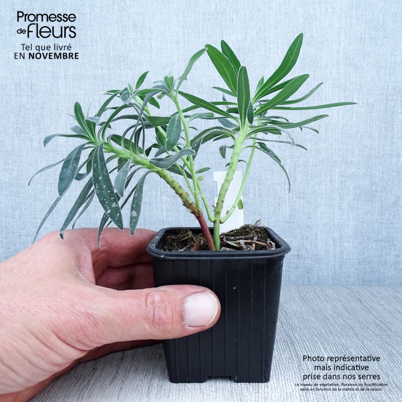 Exemplaar van Euphorbia characias ssp. wulfenii - Wolfsmelk Kweekpotje van 8/9 cm zoals geleverd in de herfst