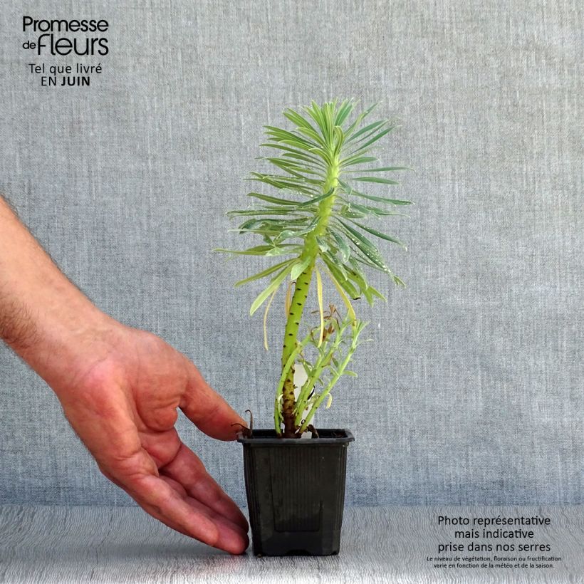 Exemplaar van Euphorbia characias ssp. wulfenii - Wolfsmelk Kweekpotje van 8/9 cm zoals geleverd in de zomer