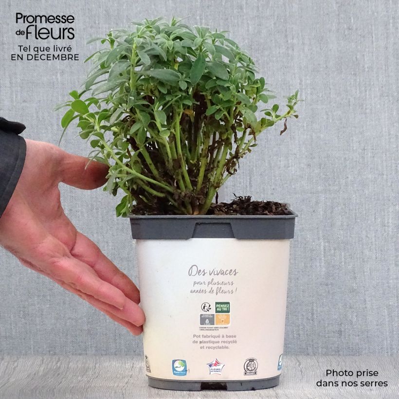 Example of Euphorbe characias ssp. wulfenii Pot van 2 l/3 l as you get in hiver