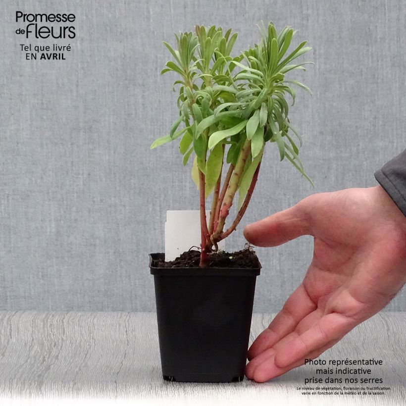 Example of Euphorbe characias ssp. wulfenii Kweekpotje van 8/9 cm as you get in hiver