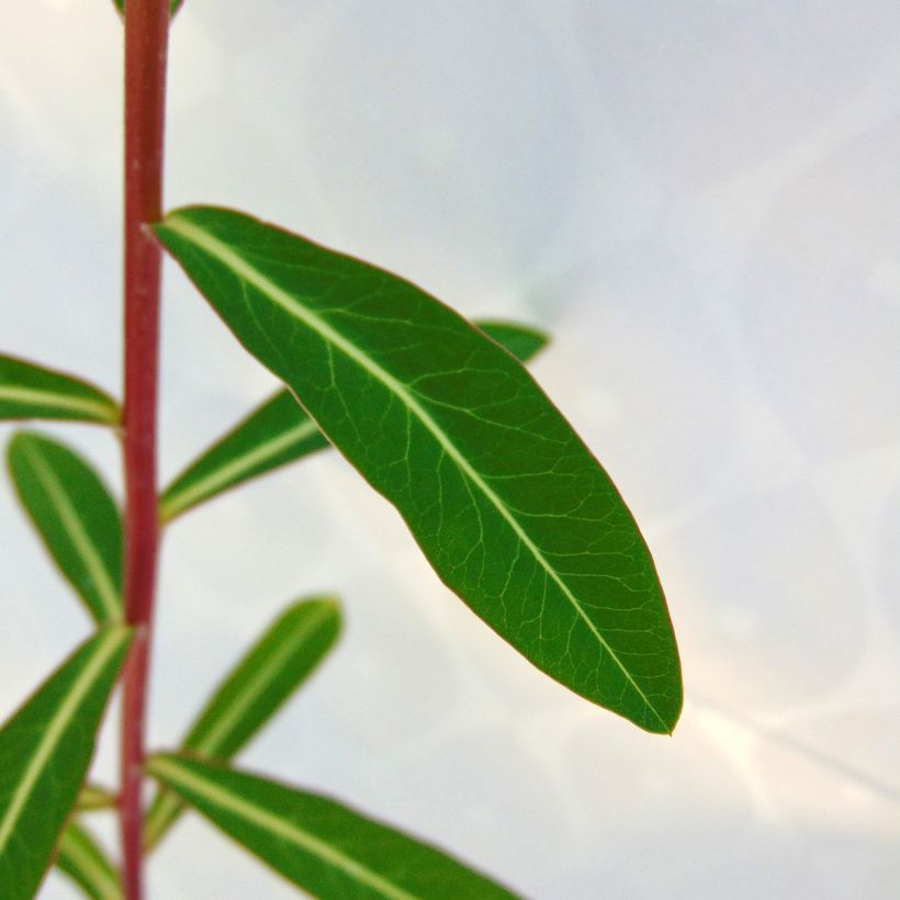 Euphorbia cornigera Goldener Turm - Wolfsmelk (Foliage)