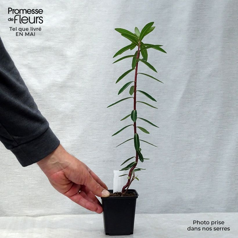 Exemplaar van Euphorbia cornigera Goldener Turm - Wolfsmelk Kweekpotje van 8/9 cm zoals geleverd in de lente