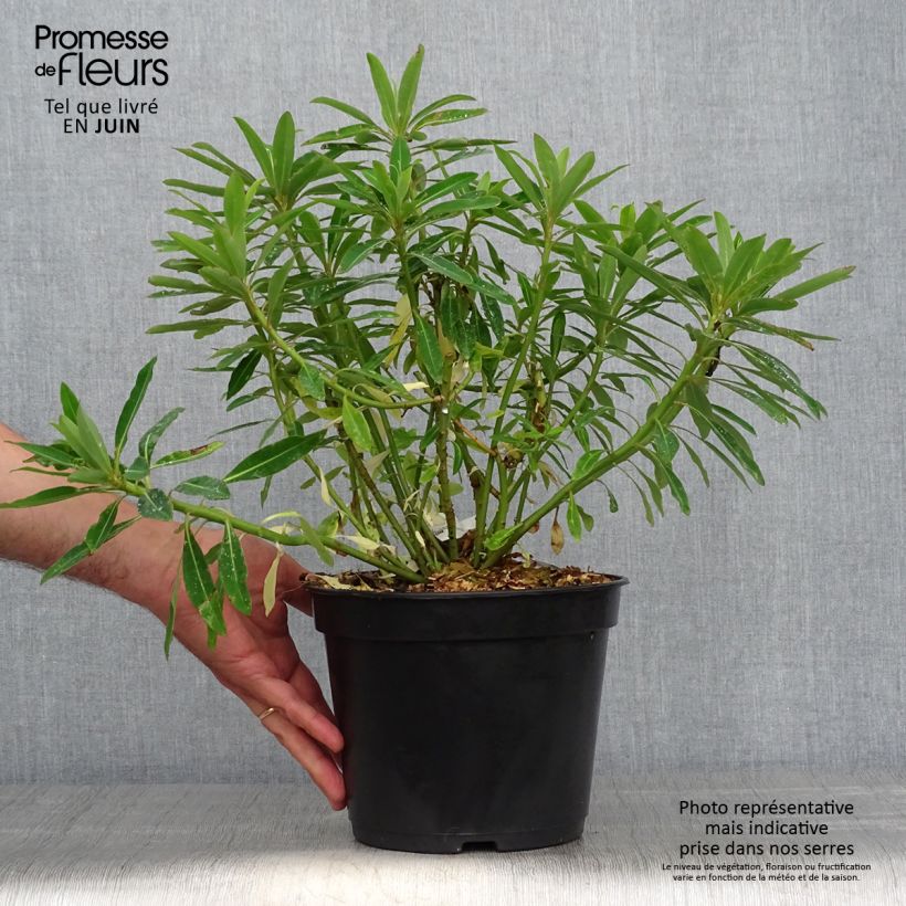 Exemplaar van Euphorbia mellifera - Wolfsmelk Pot van 2 l/3 l zoals geleverd in de zomer