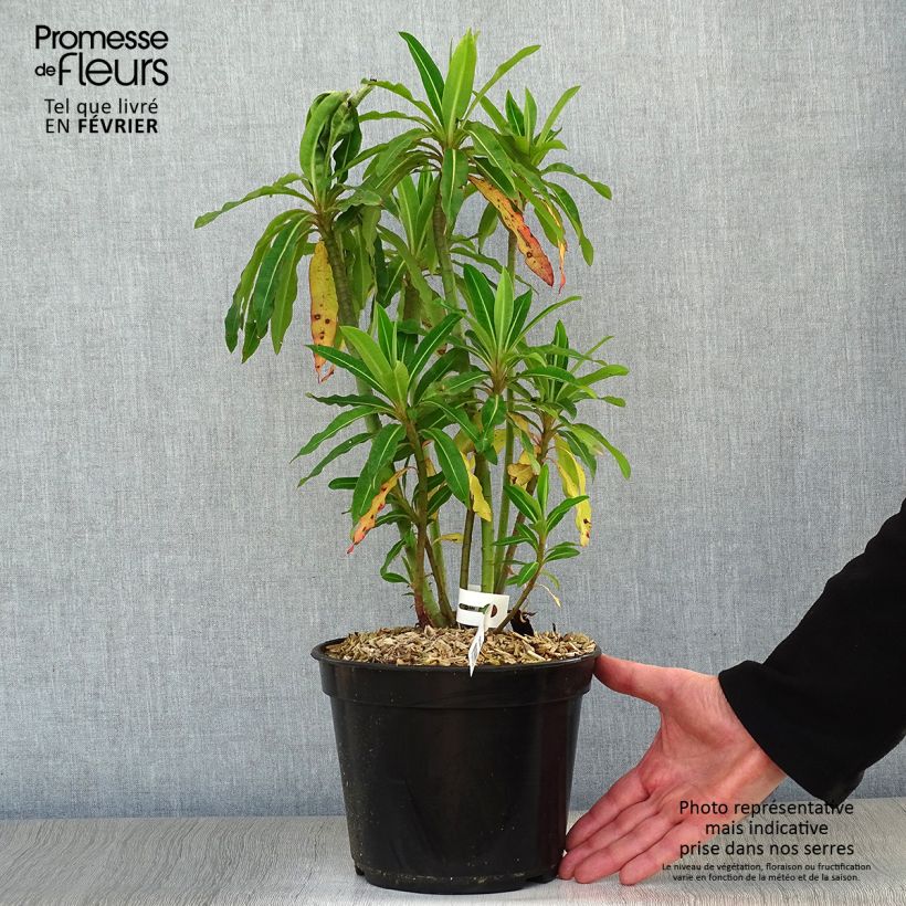 Example of Euphorbia mellifera - Wolfsmelk Pot van 2 l/3 l as you get in hiver