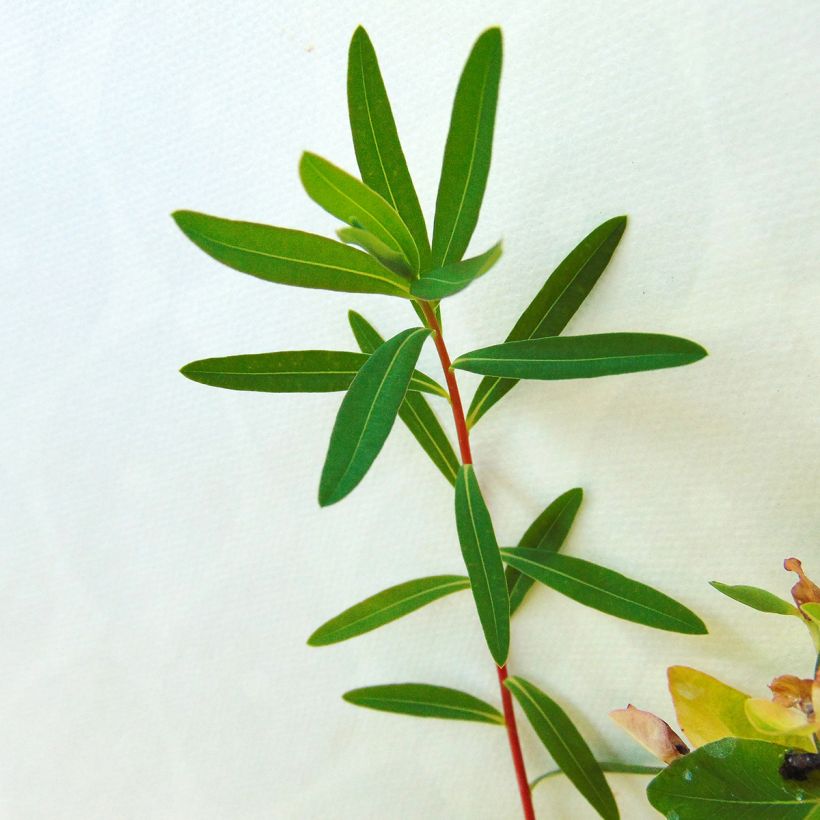 Euphorbia palustris Walenburg's Glory - Moeraswolfsmelk (Foliage)