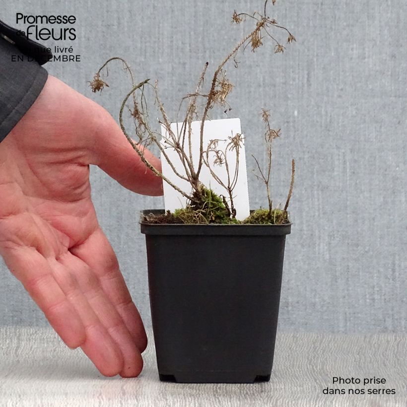 Example of Euphorbe petit-cyprès Clarice Howard - Euphorbia cyparissias Kweekpotje van 8/9 cm as you get in hiver